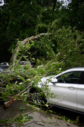 A tree branch on top of a car from a recent storm or hurricane