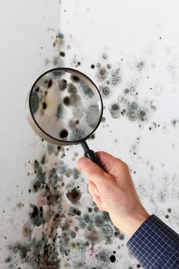 A man inspects a mold patch in the corner of his wall with a magnifying glass
