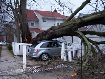 A car sitting in a drive way has been crushed by a fallen tree after a hurricane