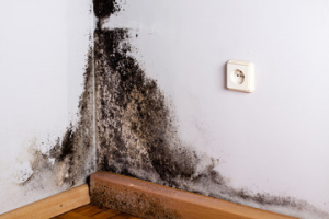 Mold damage wreaking havoc on a policyholder's home.